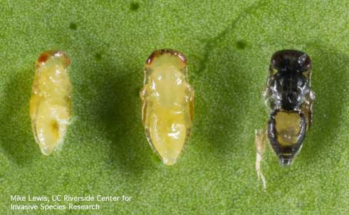 Pupae of Tamarixia radiata removed from parasitized, mummified nymphs of the Asian citrus psyllid, Diaphorina citri. The youngest to oldest pupae are left to right.