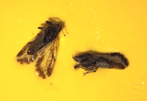 Two adult Asian citrus psyllids, <I>Diaphorina citri,</I> caught in a yellow sticky trap.