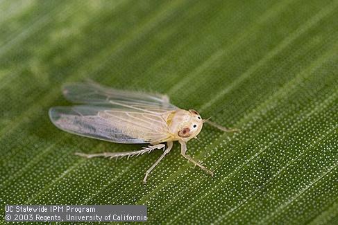 Adult corn leafhopper, <I>Dalbulus maidis.</I>.