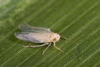 Adult corn leafhopper.