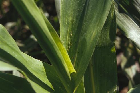 Corn leafhoppers, <I>Dalbulus maidis,</I> feeding inside a whorl of corn leaves. 