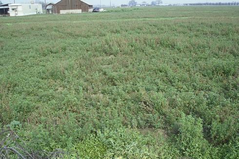 Corn leafhoppers, <I>Dalbulus maidis,</I> overwinter in alfalfa fields. 