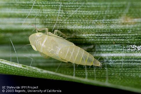 Nymph of corn leafhopper, <I>Dalbulus maidis.</I>.