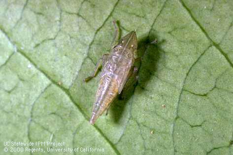 Nymph of green sharpshooter.