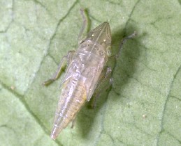 Green sharpshooter nymph