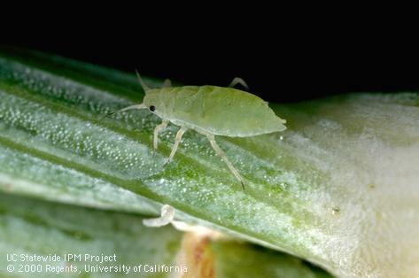 Russian wheat aphid nymph.