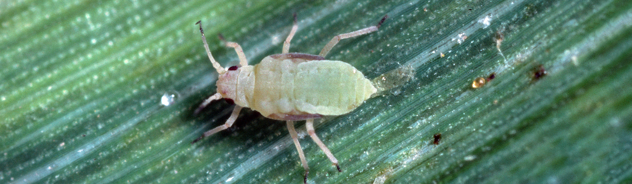 Russian wheat aphid adult with wing pads.