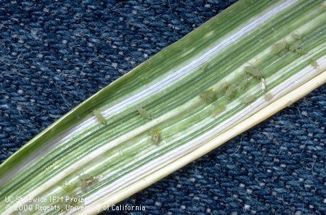 Colony of Russian wheat aphid.