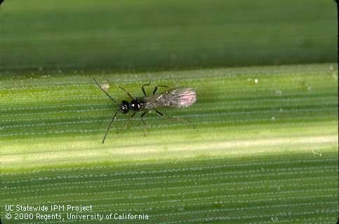 The aphid parasite, Diaeretiella rapae.