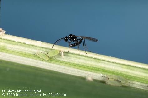 The parasitic wasp, <i>Diaeretiella rapae</i>, attacking Russian wheat aphids.