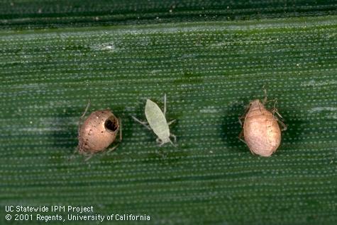 Tan aphid mummies, one with the emergence hole of an adult Diaeretiella rapae wasp.