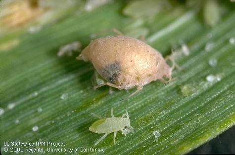 Unknown parasite of Russian wheat aphid.