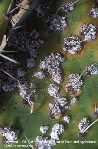 Adult female opuntia cochineal scales, Dactylopius opuntiae.