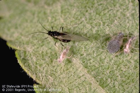 Adult rosy apple aphid.