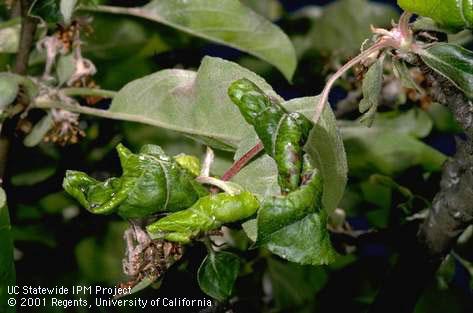 Leaves severely curled and distorted from feeding of rosy apple aphid, <i>Dysaphis plantaginea</i>.