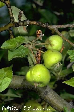 Fruit and leaves distorted by rosy apple aphid.