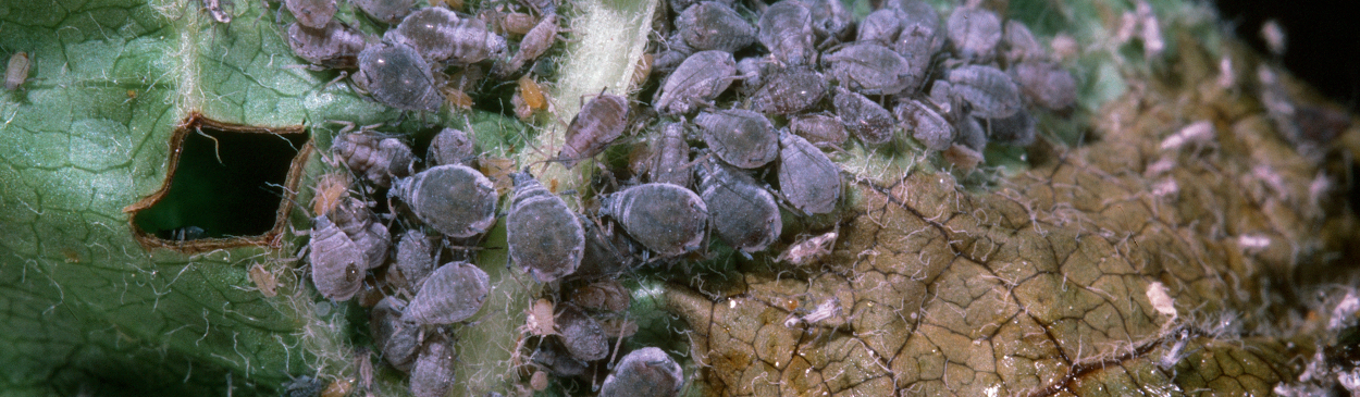 Colony of rosy apple aphid nymphs and adults.