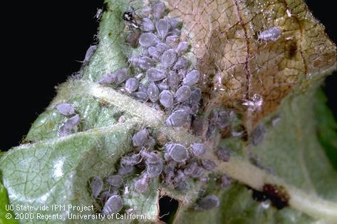 Infestation of rosy apple aphid.