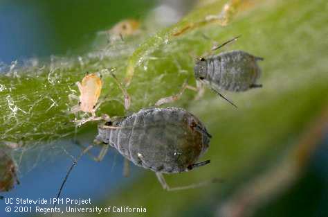 Adult and nymphs of rosy apple aphid, <i>Dysaphis plantaginea</i>.