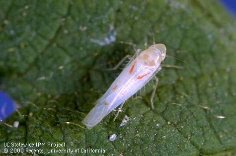 Adult blackberry leafhopper.