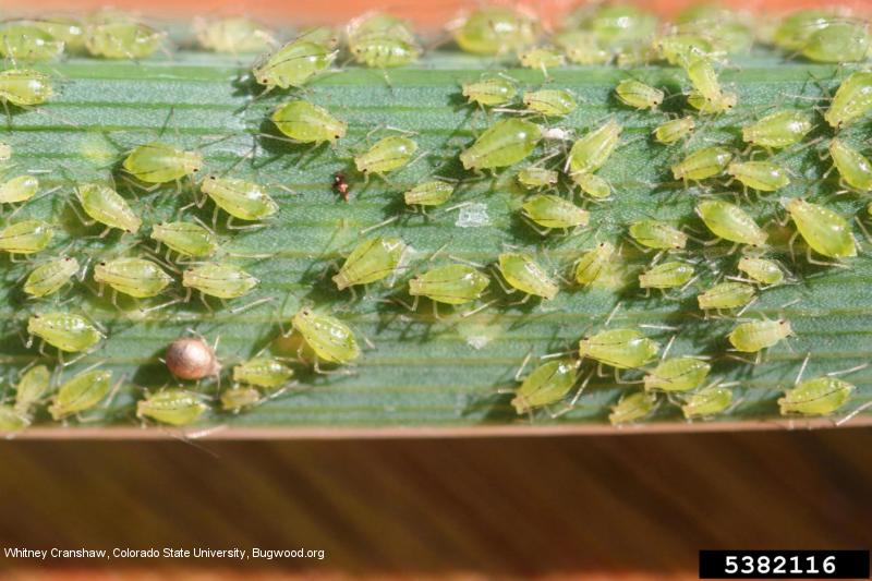 Various life stages of tulip bulb aphid, <i>Dysaphis tulipae</i>, on a leaf.