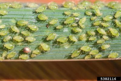 A cluster of green aphids on a green leaf. The aphids are yellow to green and oval in shape.