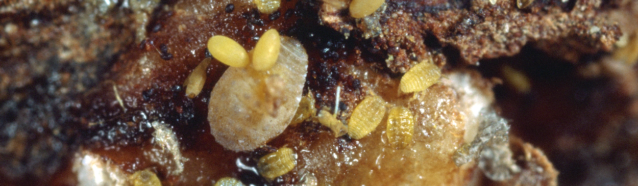 Grape phylloxera, Daktulosphaira vitifoliae, adult female, eggs, and nymphs.