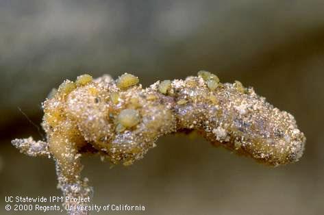 Clubbing of a grape root tip; the tip has become bent and swollen due to feeding of grape phylloxera, <i>Daktulosphaira vitifoliae</i>.