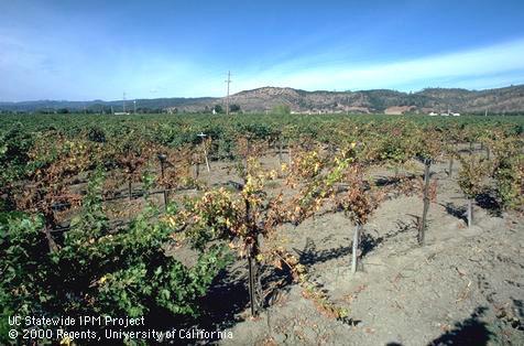 Crop damaged by grape phylloxera.