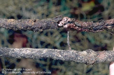 A healthy grape root (bottom) compared to a root damaged by feeding of grape phylloxera, <i>Daktulosphaira vitifoliae</i>.