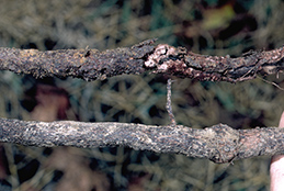 A healthy root (bottom) compared to a root damaged by grape phylloxera.