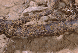 A root heavily infested with the yellow bodies of grape phylloxera.