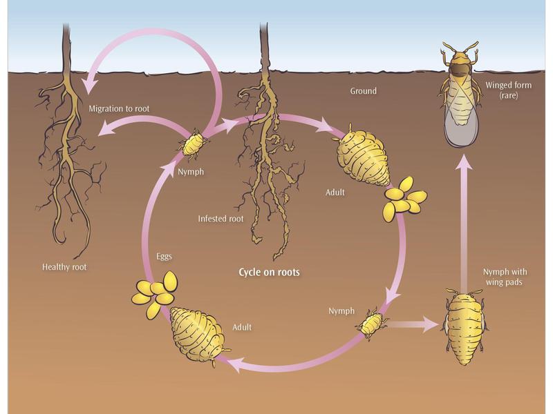 Illustration of the life cycle of grape phylloxera. Activity is shown below soil surface. In the center shows the cycle on roots. On roots, adults lay eggs which hatch to nymphs. Nymphs either develop into adults to continue the cycle on roots or develop into nymphs with wing pads. Winged forms develop from the nymphs with wing pads and go above ground. This is rare. Underground, new adults lay eggs which hatch to nymphs. These nymphs migrate to a healthy root or continue to infest the same healthy root. Credit: <i>Grape Pest Management</i>. Third Edition. UC ANR Publication 3343.
