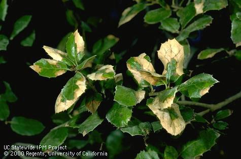 Coast live oak leaves with brown, scorched margins due to feeding on the leaf underside by twohorned oak gall wasp, <i>Dryocosmus dubiosus</i>.