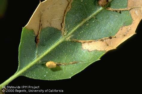 Galls, and necrosis where galls dropped from the leaf, caused by two-horned oak gall wasp, <i>Dryocosmus dubiosus,</i> infesting coast live oak.