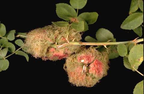 Mossy galls on rose containing larvae of a cynipid wasp, <i>Diplolepis rosae.</i>.