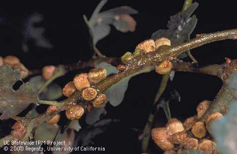 Disholcaspis washingtonensis purse galls on a valley oak stem.