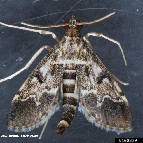 Adult European pepper moth, or dufo moth, <i>Duponchelia fovealis</i>.