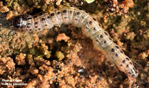 Larva (caterpillar) of European pepper moth, or Dufo moth, <i>Duponchelia fovealis</i>.