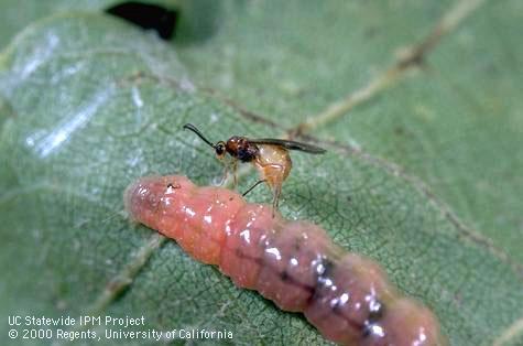 Larva of grape leaffolder.