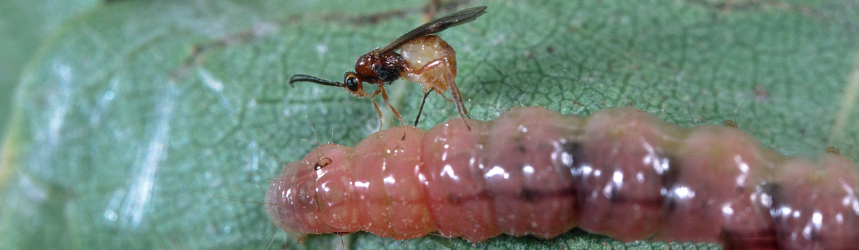 An adult female wasp, <i>Bracon cushmani,</i> parasitizing the larva of a grape leaffolder, <i>Desmia funeralis</i>.