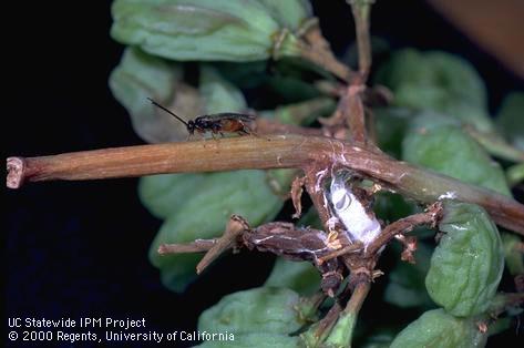 Adult braconid wasp parasite emerged from cocoon.