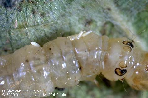 Oblong, white eggs of a parasitic wasp, <i>Bracon cushmani</i> (top), laid externally on the larva of a grape leaffolder, <i>Desmia funeralis.</i>.