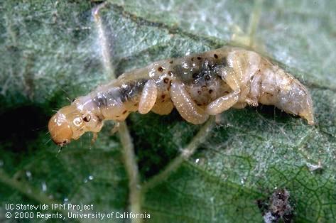 Larva of grape leaffolder.