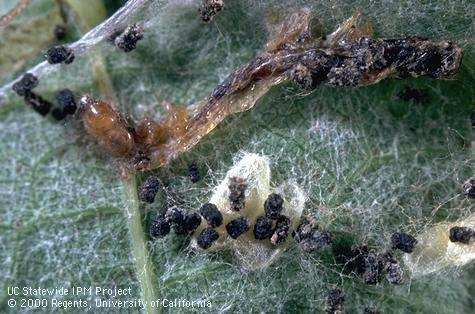 Silken cocoons of a parasitic wasp, <i>Habrobracon</i> (=<i>Bracon</i>) <i>cushmani</i>, next to the shriveled larva of a grape leaffolder, <i>Desmia funeralis</i>, killed by the parasite. The black pellets are frass (excrement) of the caterpillar.