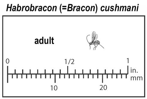 Relative size of adult <i>Habrobracon cushmani</i>.