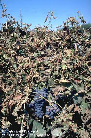 Crop damaged by grape leaffolder.