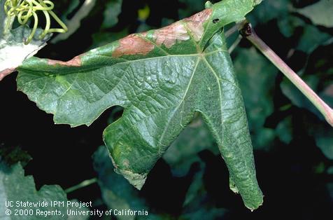 Crop damaged by grape leaffolder.