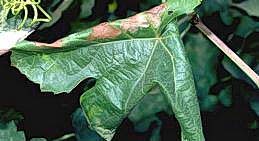 Rolled grape leaf with brown chewing damage of grape leaffolder.