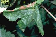 Grape leaffolder larvae